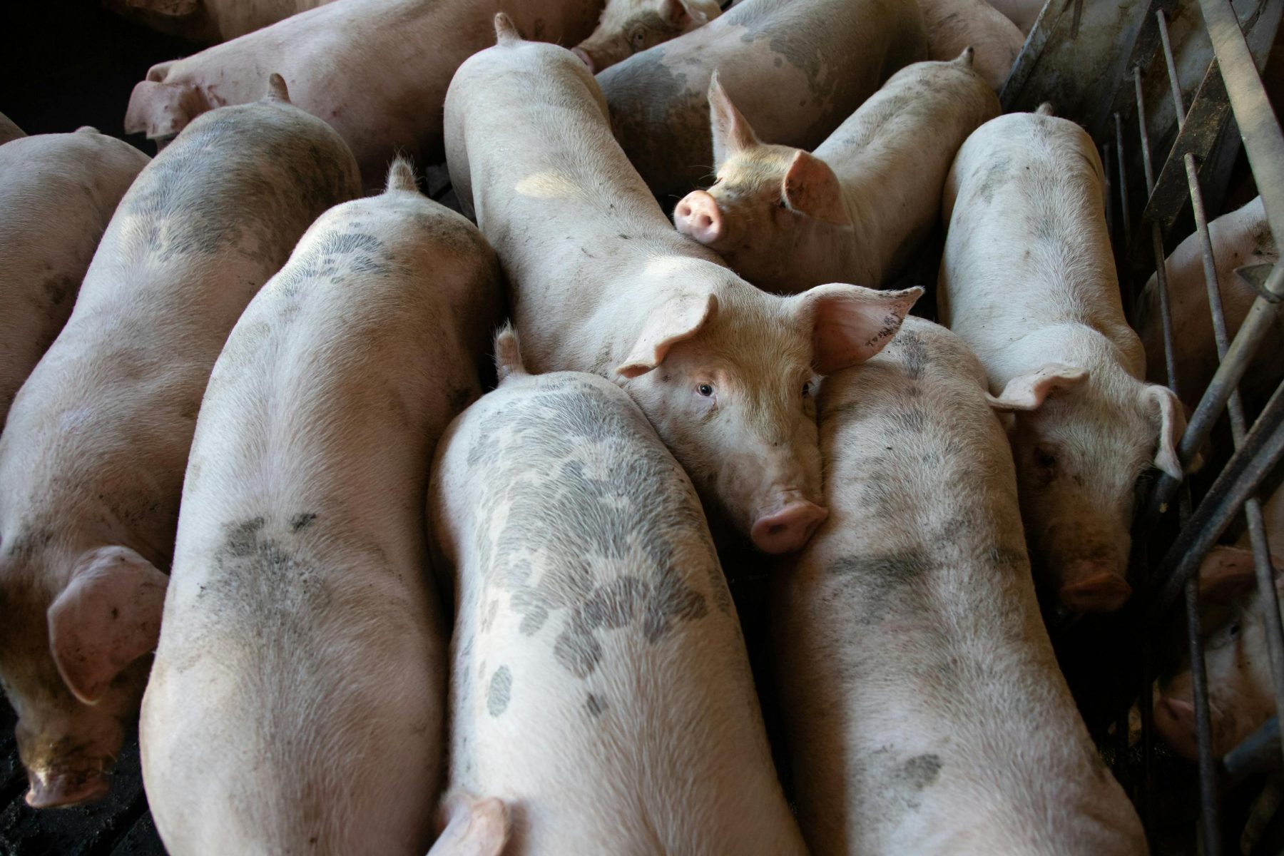 VAX4ASF : Nouvelles technologies contre la peste porcine africaine